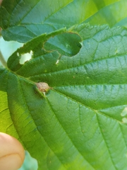 Neolasioptera farinosa