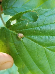 Neolasioptera farinosa