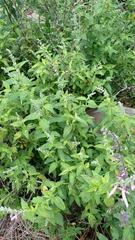 Salvia curviflora