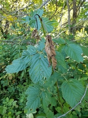 Neolasioptera farinosa