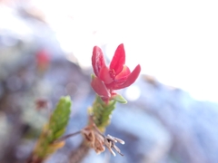 Exobasidium cassiopes