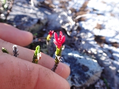 Exobasidium cassiopes