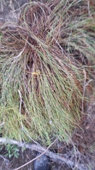 Anthochortus ecklonii