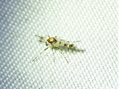 Coelotanypus tricolor