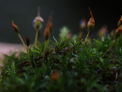 Gymnostomum aeruginosum