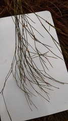 Anthochortus ecklonii