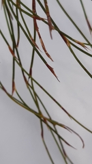 Anthochortus ecklonii