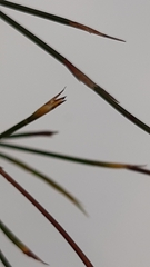 Anthochortus ecklonii