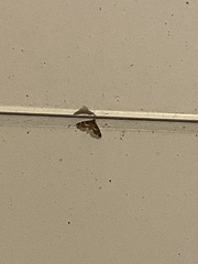 Hymenia perspectalis