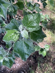 Populus alba