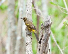 Icterus melanopsis