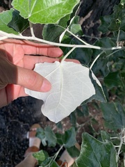 Populus alba