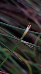 Anthochortus ecklonii