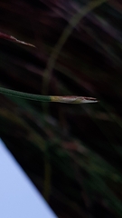 Anthochortus ecklonii