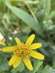 Arnica ovata
