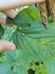 Neolasioptera farinosa