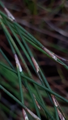 Anthochortus ecklonii