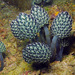 Tunicates - Photo (c) Blogie Robillo, some rights reserved (CC BY-NC-ND), uploaded by Blogie Robillo