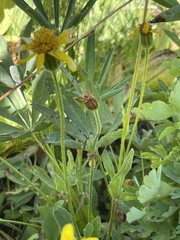 Arnica ovata