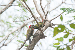 Xiphidiopicus percussus