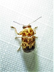 Pachybrachis turbidus