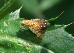 Paracantha culta