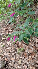 Salvia curviflora