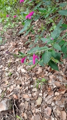 Salvia curviflora