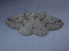 Sabulodes packardata