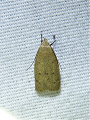 Inga obscuromaculella