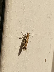 Aristotelia elegantella