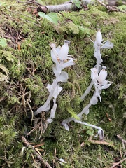 Monotropastrum humile