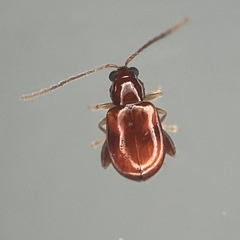 Longitarsus varicornis
