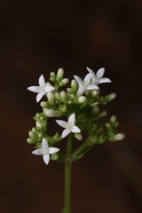 Hedyotis acutangula