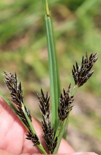 Cyperus rigidifolius