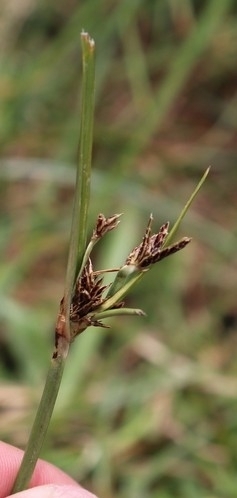 Cyperus rigidifolius observed 2022-07-08