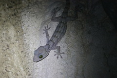 Gekko siamensis