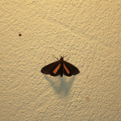 Virbia medarda