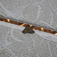 Heterogramma circumflexalis