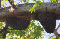 Apis dorsata