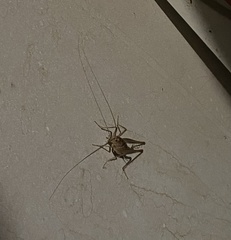 Ceuthophilus maculatus