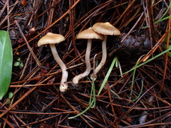 Inocybe pallidicremea