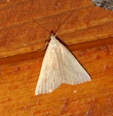 Macrochilo litophora