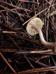 Inocybe pallidicremea