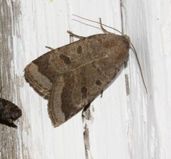 Abagrotis placida
