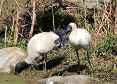 Threskiornis molucca