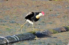 Irediparra gallinacea