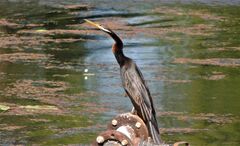Anhinga novaehollandiae