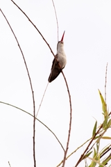 Leucolia violiceps