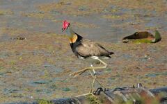 Irediparra gallinacea